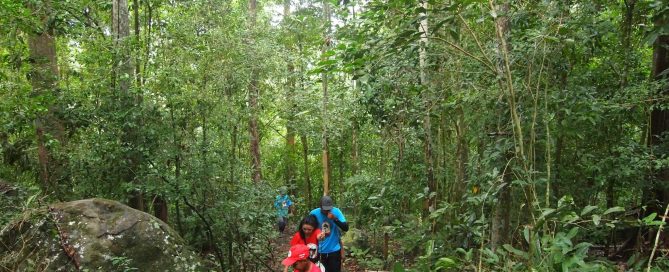 Bosc de Brasil
